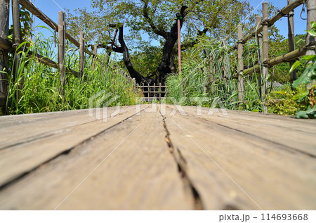 群馬県沼田市石墨町の薄根の大桑 群馬県沼田市石墨町の薄根の大桑 114693668