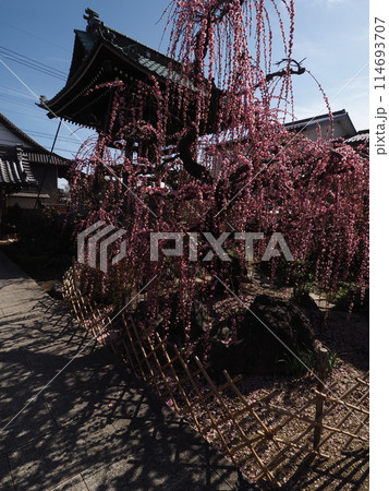 光受寺の枝垂れ梅 光受寺の枝垂れ梅 114693707