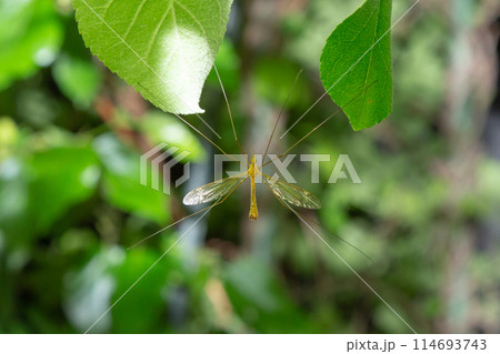 ガガンボ ガガンボ 114693743