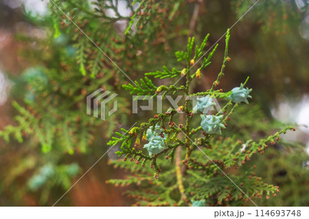 Green fresh cypress branches on a slightly dark background with red shades of a blurred background with a bokeh effect and highlights. Atmosphere of a walk in park under trees in the shade in summer 114693748