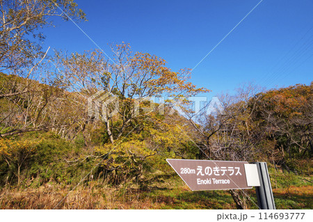 神奈川県三浦半島三浦市小網代の森の秋 神奈川県三浦半島三浦市小網代の森の秋 114693777