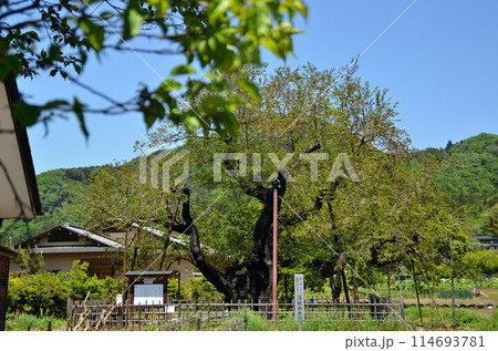 群馬県沼田市石墨町の薄根の大桑 114693781