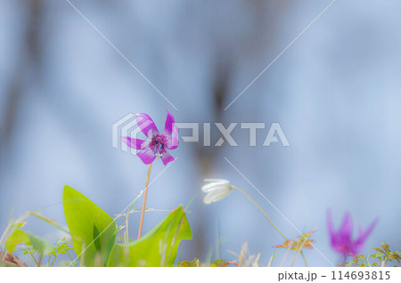 山の斜面に咲くカタクリの花 早春イメージ 山の斜面に咲くカタクリの花 早春イメージ 114693815