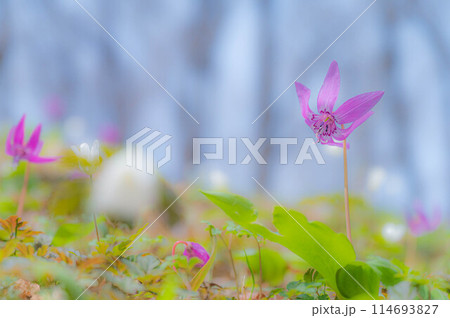 山の斜面に咲くカタクリの花 早春イメージ 山の斜面に咲くカタクリの花 早春イメージ 114693827