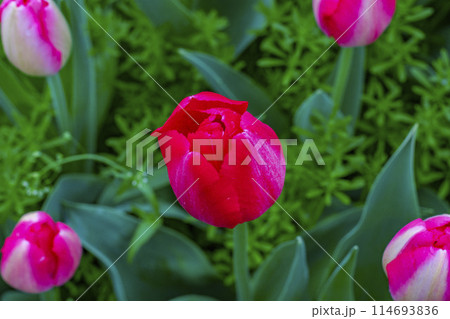 赤いチューリップ 114693836