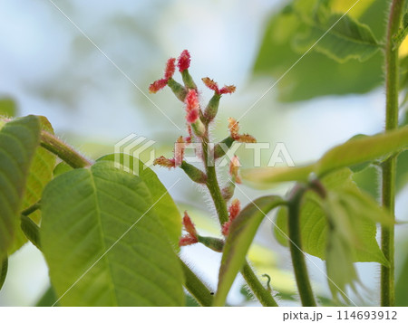 オニグルミの雌花 オニグルミの雌花 114693912