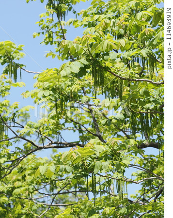 オニグルミの雄花 114693919