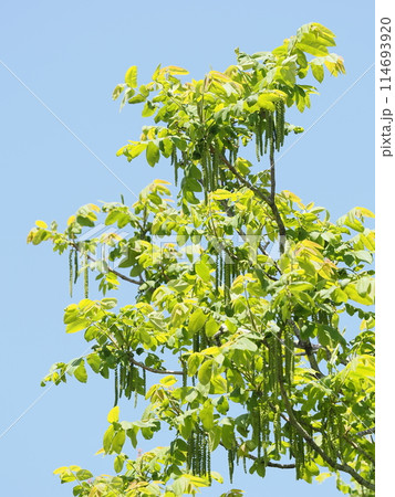 オニグルミの雄花 オニグルミの雄花 114693920