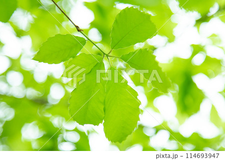 新緑 114693947