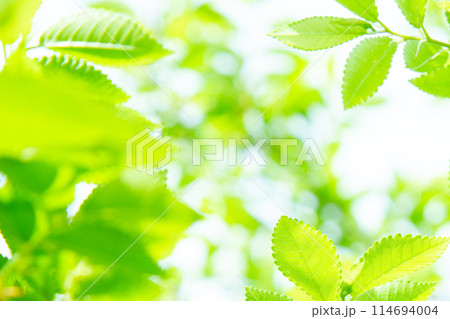 新緑 114694004