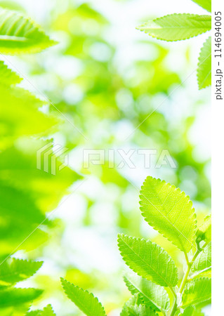 新緑 114694005