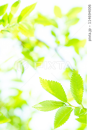 新緑 新緑 114694006