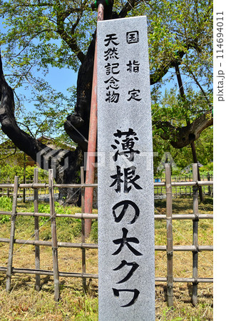 群馬県沼田市石墨町の薄根の大桑 群馬県沼田市石墨町の薄根の大桑 114694011