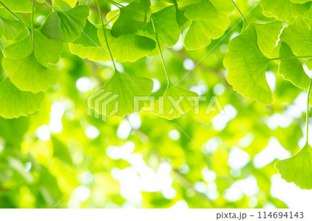 イチョウの葉 114694143