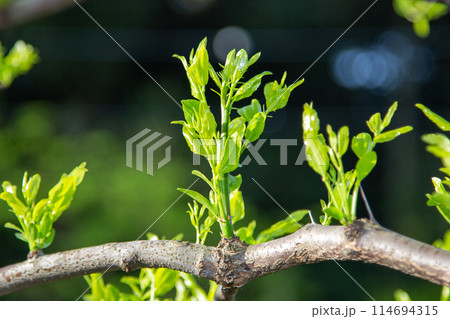 ナツメの木の新芽 114694315