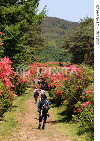 徳仙丈山、つつじ街道の風景 徳仙丈山、つつじ街道の風景 114694425