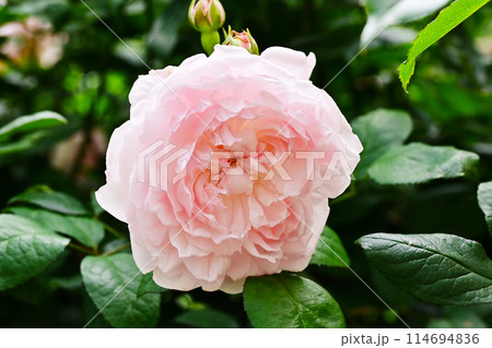 満開のバラの花　プリンセス雅子　プリンセスマサコ　神宮バラ園　伊勢神宮 114694836