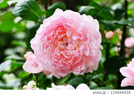 満開のバラの花　プリンセス雅子　プリンセスマサコ　神宮バラ園　伊勢神宮 114694838