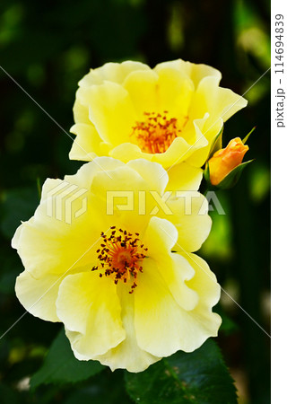 満開のバラの花　黄色い薔薇の花　金連歩　神宮バラ園　伊勢神宮　黄色い花 114694839