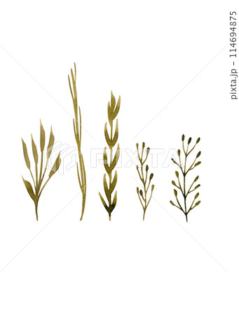Herbaceous plant. Watercolor twigs, great design for any purpose. Decorative botanical set. Abstract silhouettes of branches. Summer nature clipart. Simple sketch drawing 114694875