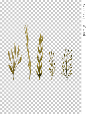 Herbaceous plant. Watercolor twigs, great design for any purpose. Decorative botanical set. Abstract silhouettes of branches. Summer nature clipart. Simple sketch drawing 114694875