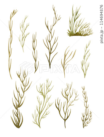 Herbaceous plant. Watercolor twigs, great design for any purpose. Decorative botanical set. Abstract silhouettes of branches. Summer nature clipart. Simple sketch drawing 114694876