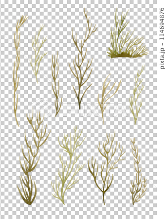 Herbaceous plant. Watercolor twigs, great design for any purpose. Decorative botanical set. Abstract silhouettes of branches. Summer nature clipart. Simple sketch drawing 114694876