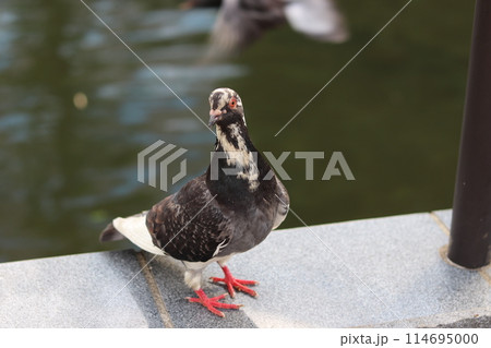 水辺にいる白黒の鳩 114695000
