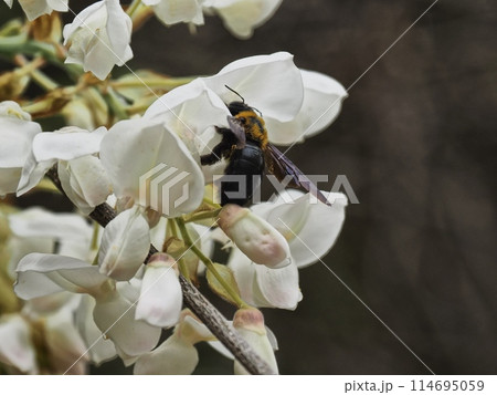 里山の白いフジの花とキムネクマバチ 114695059