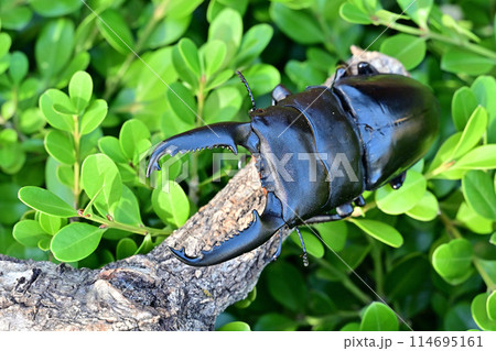 パラワンオオヒラタクワガタ　 114695161