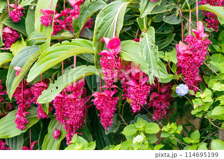 メディニラマグニフィカ⭐️火の鳥❣️ メディニラ '火の鳥