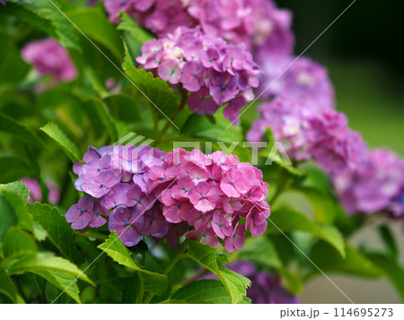 雨粒付きアジサイ(梅雨のイメージ等に最適：hydrangea) 114695273