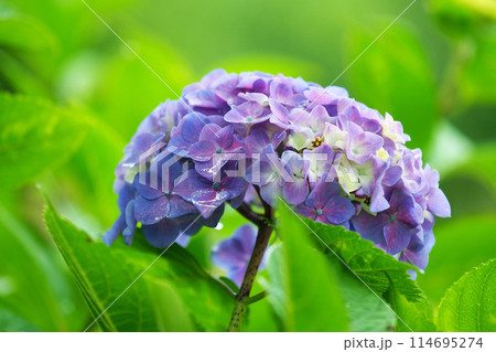 雨粒付きアジサイ(梅雨のイメージ等に最適：hydrangea) 114695274
