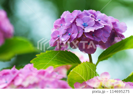 雨粒付きアジサイ(梅雨のイメージ等に最適:hydrangea) 雨粒付きアジサイ(梅雨のイメージ等に最適:hydrangea) 114695275
