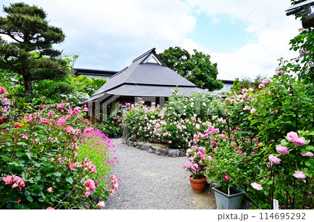 神宮バラ園　満開のバラの花　ローズガーデン　伊勢神宮　伊勢志摩観光スポット 114695292