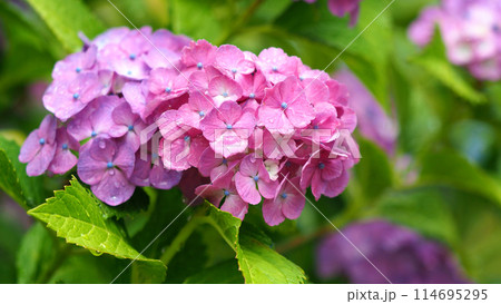 雨粒付きアジサイ(梅雨のイメージ等に最適：hydrangea) 114695295