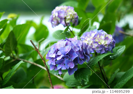 雨粒付きアジサイ(梅雨のイメージ等に最適:hydrangea) 雨粒付きアジサイ(梅雨のイメージ等に最適:hydrangea) 114695299