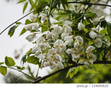 里山の白いフジの花 里山の白いフジの花 114695620