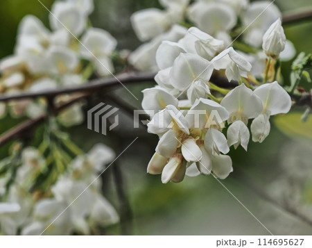 里山の白いフジの花 里山の白いフジの花 114695627