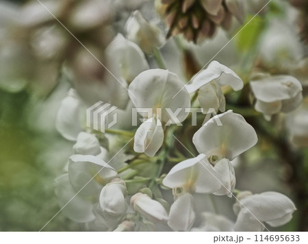 里山の白いフジの花 114695633