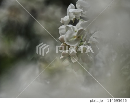 里山の白いフジの花 里山の白いフジの花 114695636