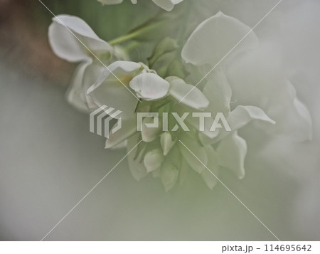 里山の白いフジの花 里山の白いフジの花 114695642