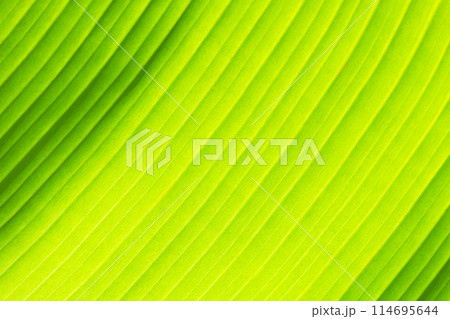Soft sunlight through banana leaves. Green background with sun rays Soft sunlight through banana leaves. Green background with sun rays 114695644