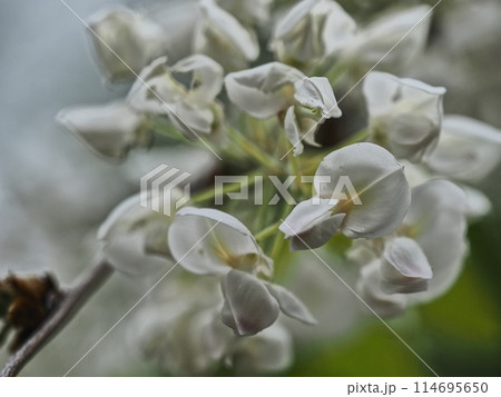 里山の白いフジの花 里山の白いフジの花 114695650