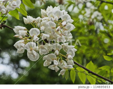 里山の白いフジの花 里山の白いフジの花 114695653