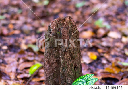 Termites destroyed the tree. Tree stump in the forest 114695654