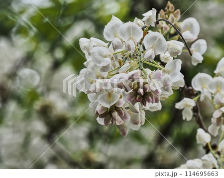 里山の白いフジの花 114695663
