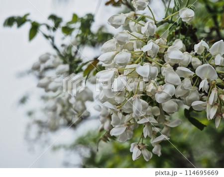 里山の白いフジの花 里山の白いフジの花 114695669