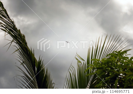 a small plane flies in the cloudy sky above the palm trees a small plane flies in the cloudy sky above the palm trees 114695771