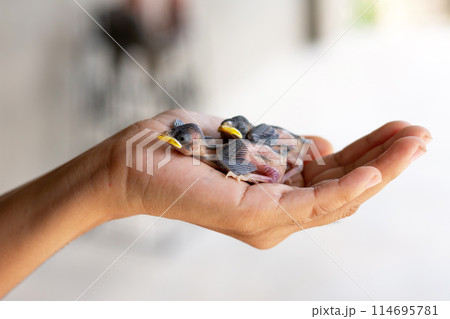 two small chicks falling out of the nest on the palm of a man. Bird chick two small chicks falling out of the nest on the palm of a man. Bird chick 114695781